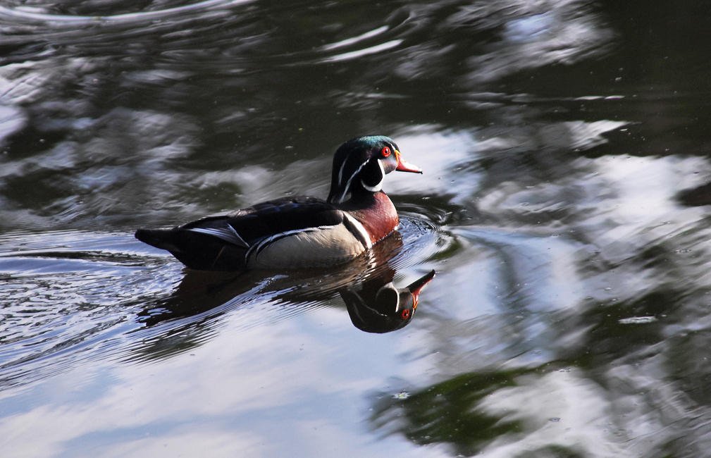 awducks100.jpg