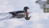 awducks108_small.jpg