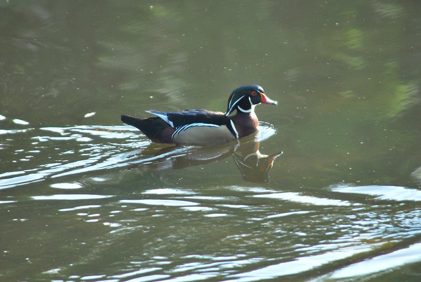 awducks112.jpg