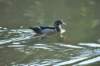 awducks112_small.jpg