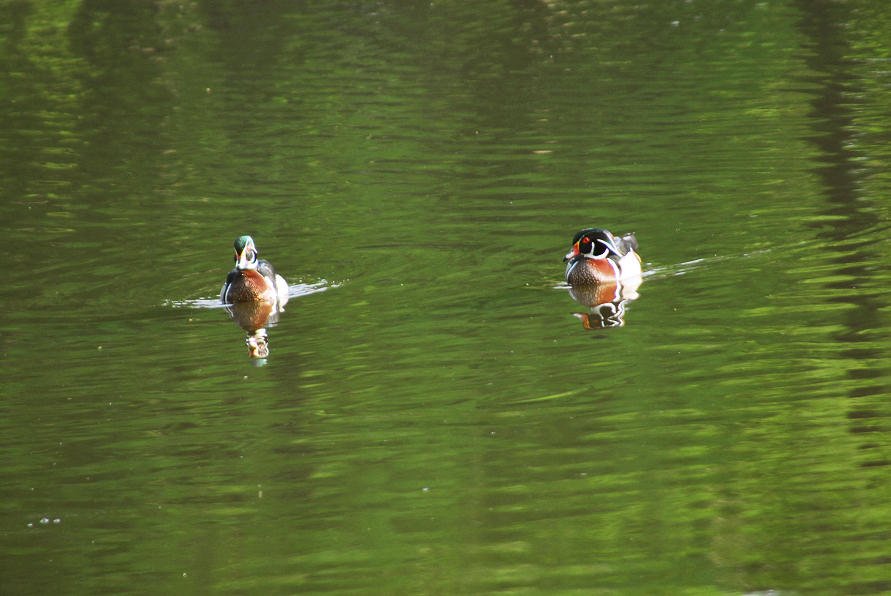 awducks143.jpg