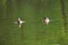 awducks143_small.jpg