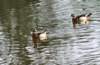 awducks147_small.jpg