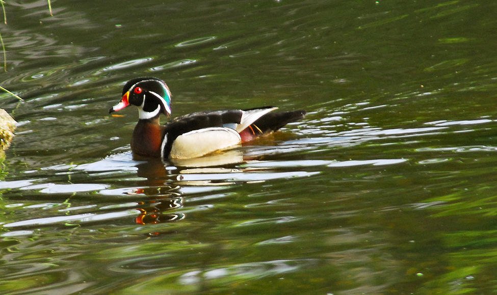 awducks154.jpg