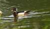 awducks154_small.jpg
