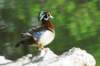 awducks157_small.jpg