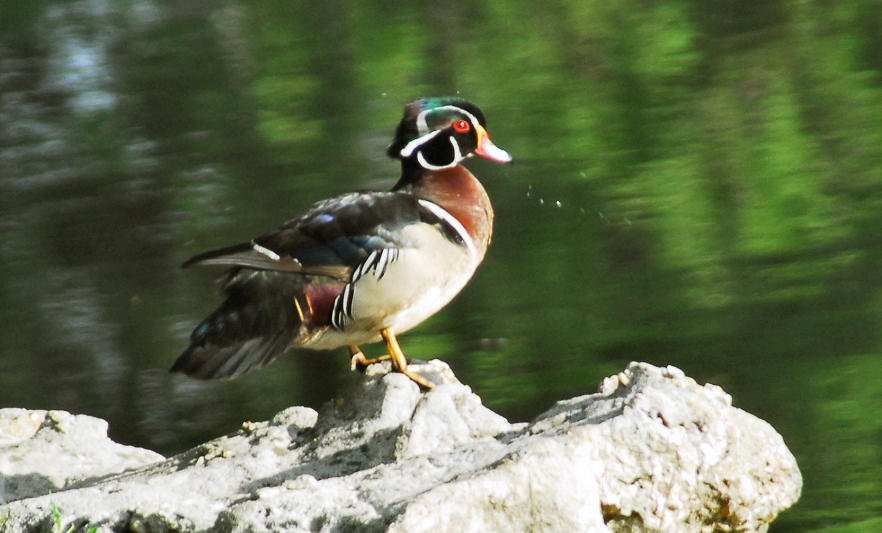 awducks160.jpg