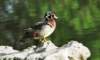awducks160_small.jpg