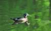 awducks169_small.jpg