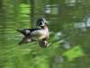 awducks170_small.jpg