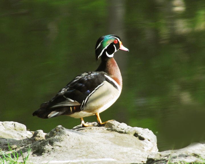 awducks186.jpg