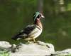 awducks186_small.jpg