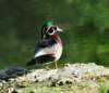 awducks188_small.jpg