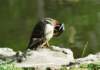awducks191_small.jpg