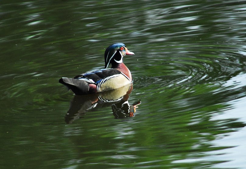 awducks193.jpg