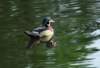 awducks193_small.jpg