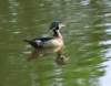 awducks194_small.jpg