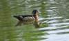 awducks195_small.jpg