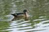 awducks196_small.jpg