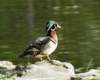 awducks197_small.jpg