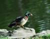 awducks199_small.jpg