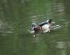 awducks200_small.jpg