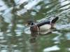 awducks201_small.jpg