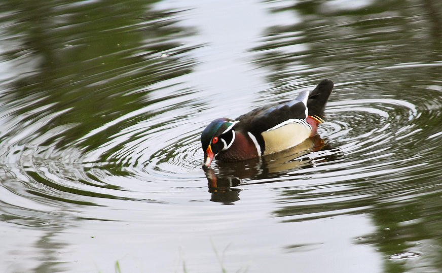 awducks204.jpg