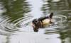 awducks204_small.jpg