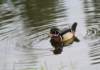 awducks205_small.jpg