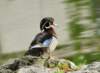 awducks208_small.jpg