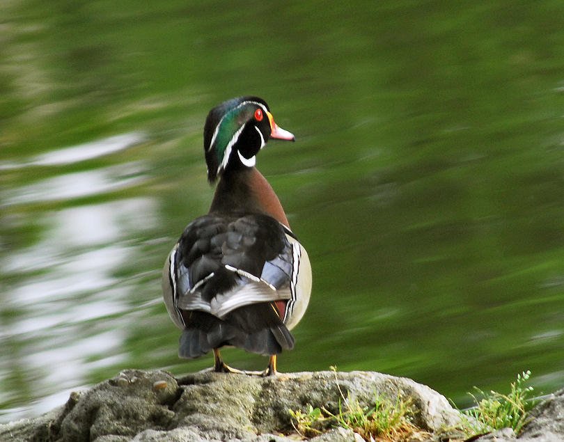 awducks209.jpg