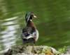 awducks209_small.jpg