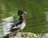 awducks210_small.jpg