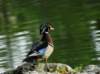 awducks211_small.jpg