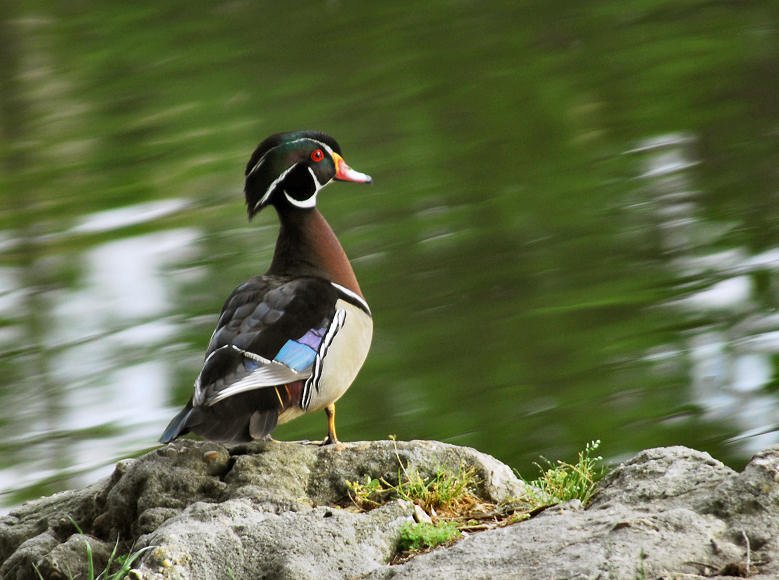awducks212.jpg