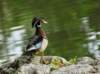 awducks212_small.jpg