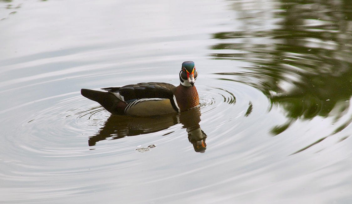 awducks213.jpg