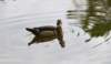 awducks213_small.jpg