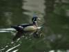awducks215_small.jpg