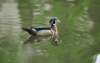 awducks216_small.jpg