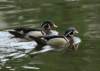 awducks218_small.jpg
