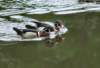 awducks219_small.jpg