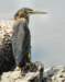 agrheron165_small.jpg