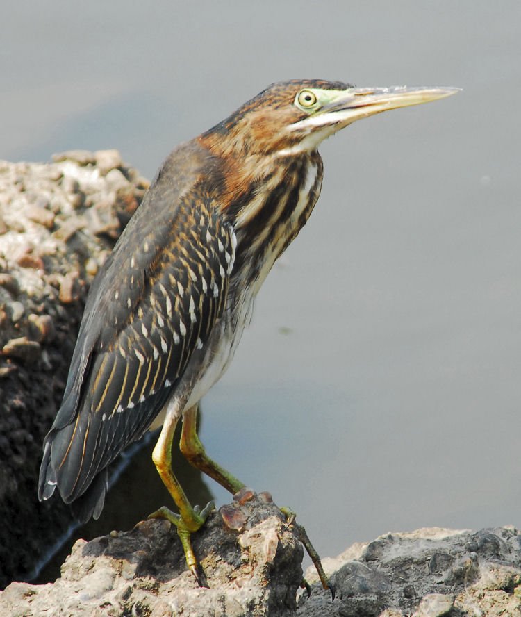 agrheron169.jpg