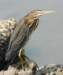 agrheron169_small.jpg