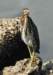 agrheron170_small.jpg