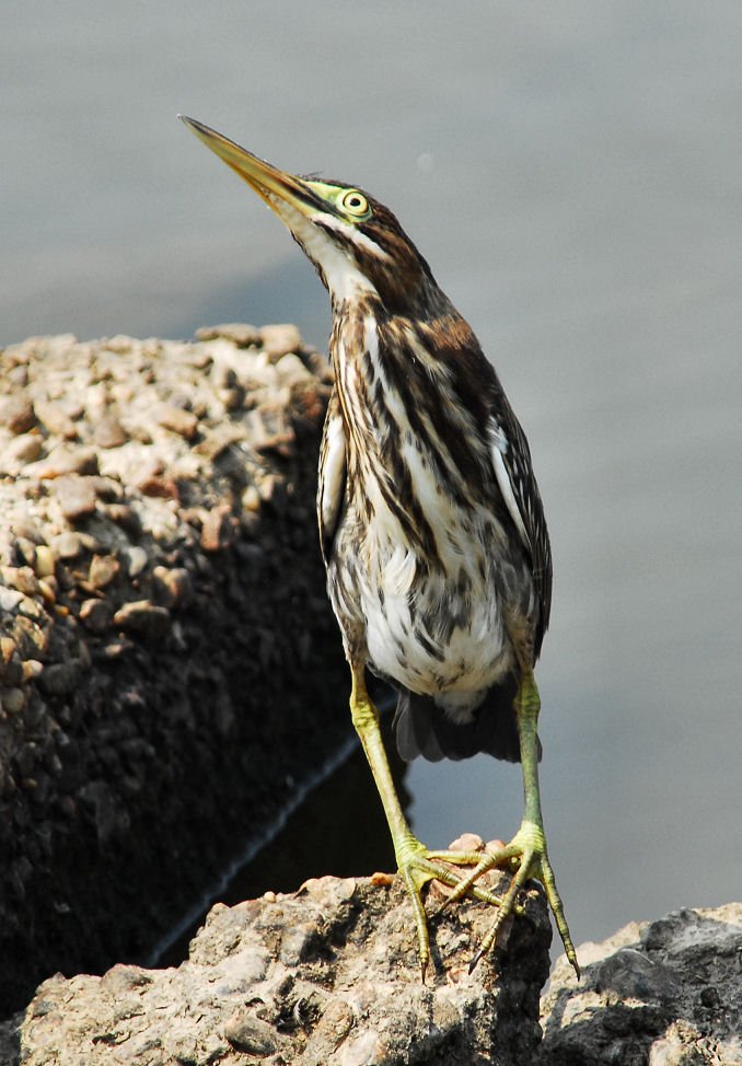agrheron171.jpg