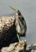 agrheron171_small.jpg
