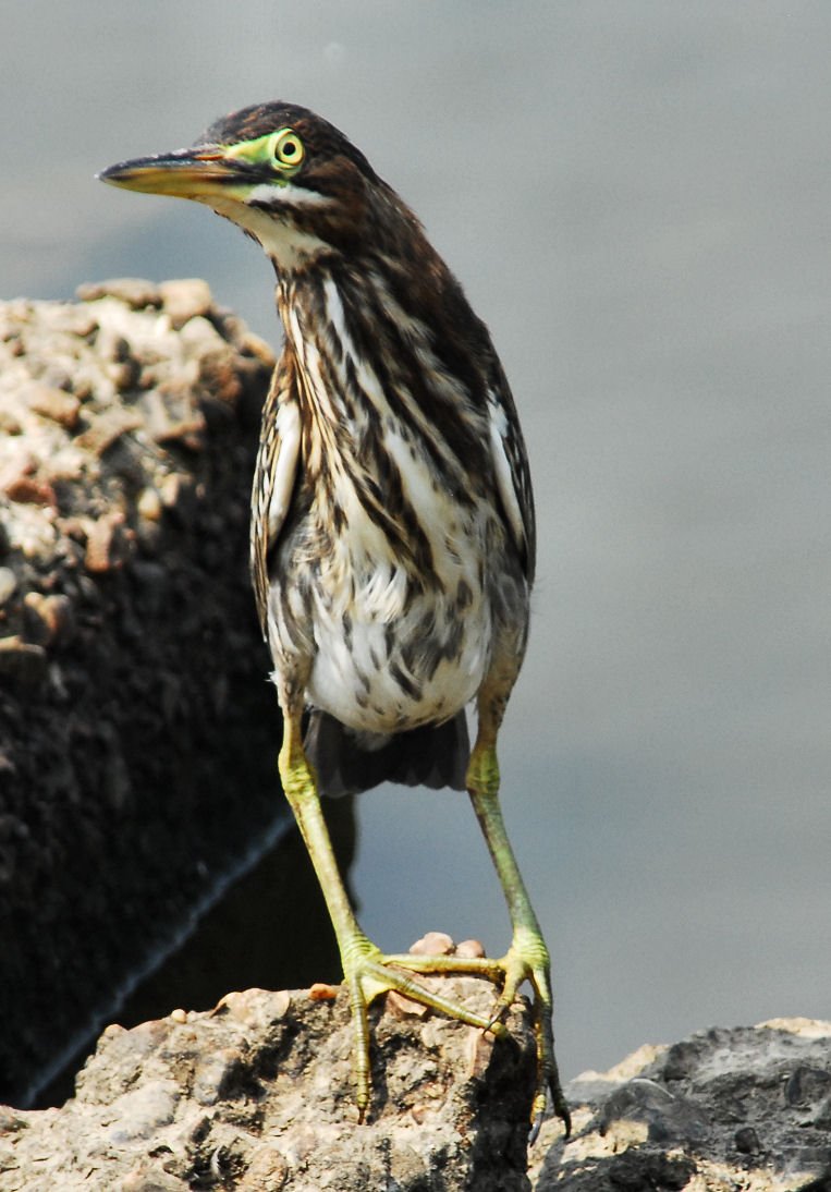 agrheron172.jpg